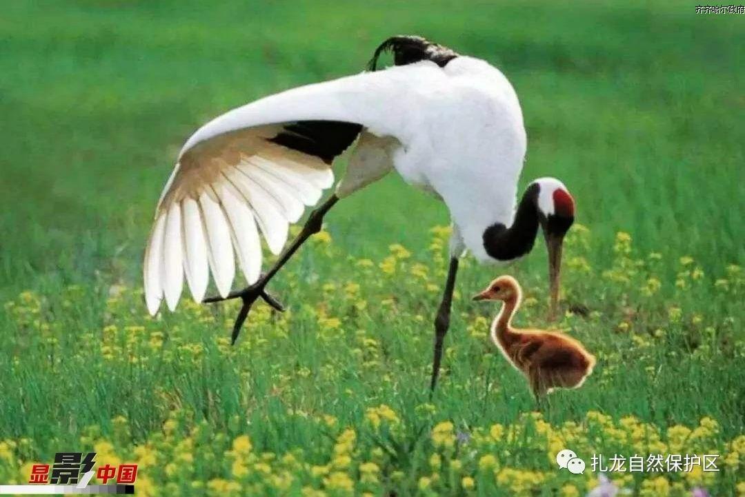 "鸟中仙子"丹顶鹤美丽的秘密